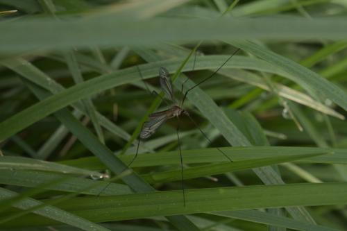 Tipula vernalis